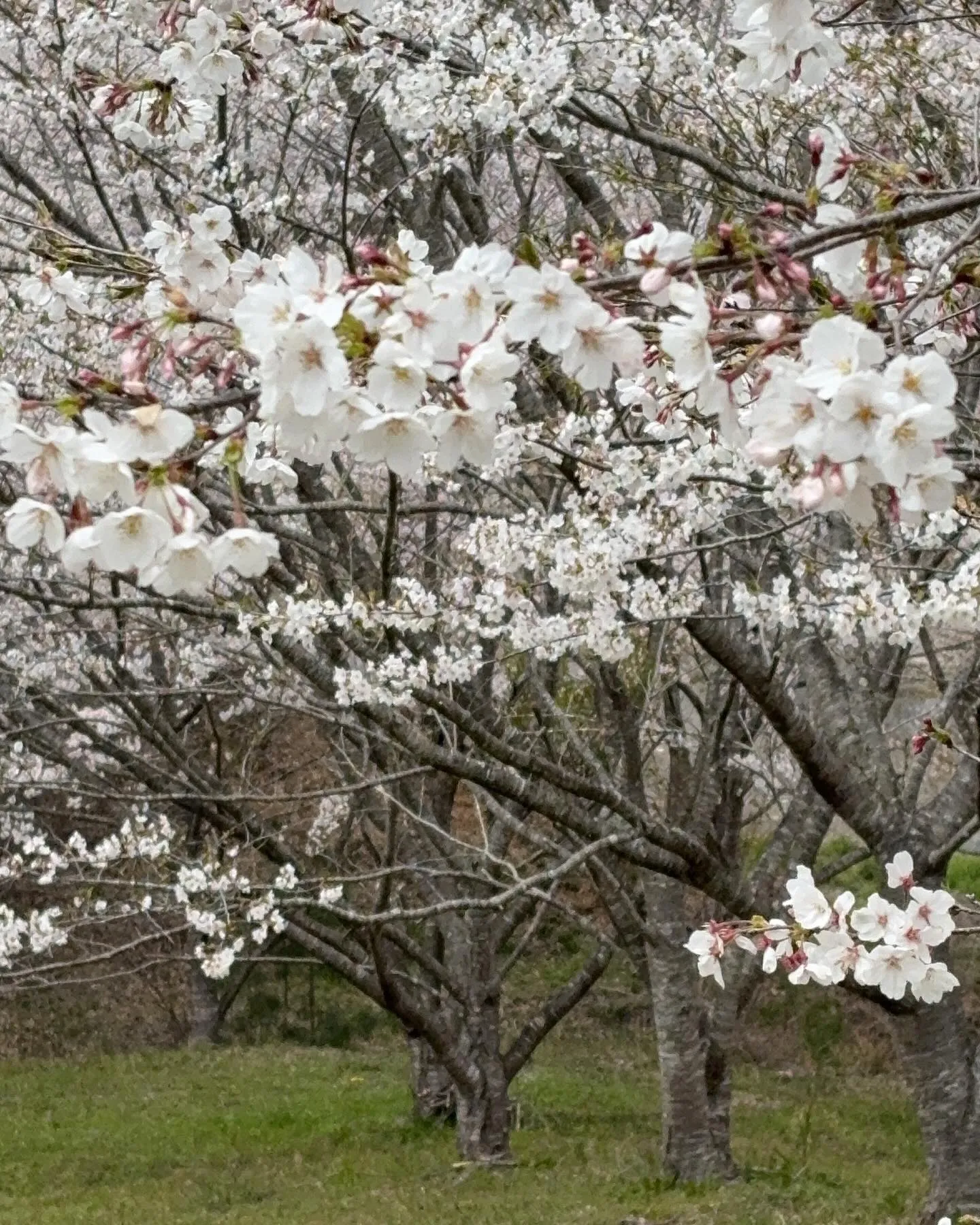 【宇和島市リフォーム】 愛媛リフォームの本が3月31日に発刊...